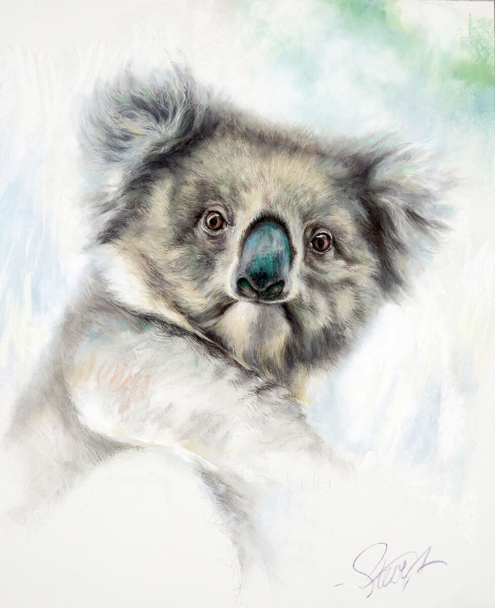 Such a marvelous being Kangaroo island Koala Such a marvelous being Kangaroo island Koala