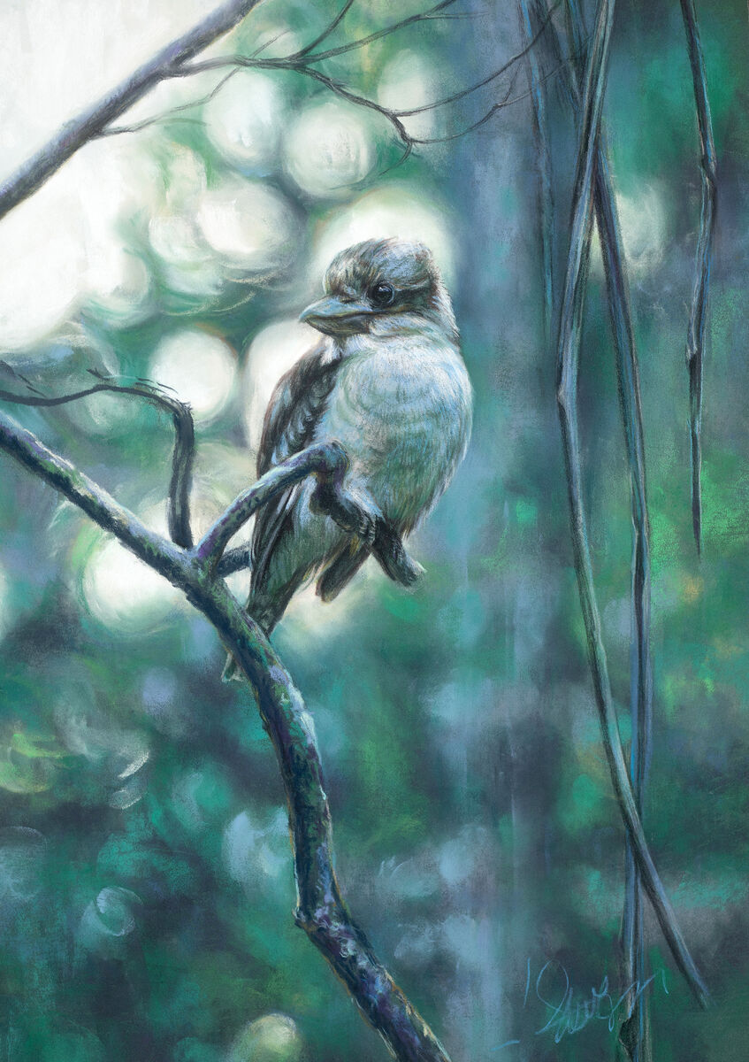 The bushmanand39s alarm clock laughing kookaburra The bushmanand39s alarm clock laughing kookaburra