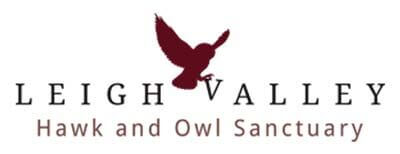 Steve Morvell - Hawk + Owl Sanctuary