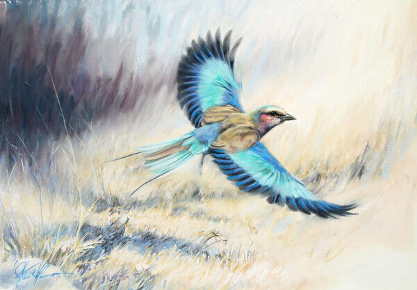 Steve Morvell - Commissions - Blue-bellied roller