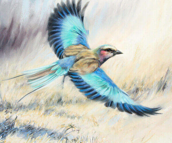 Steve Morvell - Commissions - Blue-bellied roller