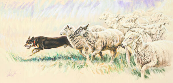 Steve Morvell - Commissions - Kelpie and Sheep