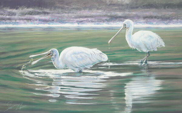 Steve Morvell - Commissions - Yellow Spoonbills