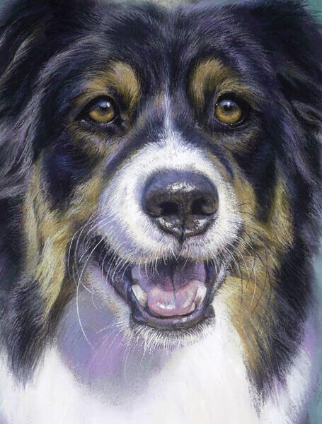 Steve Morvell - Pet Portraits