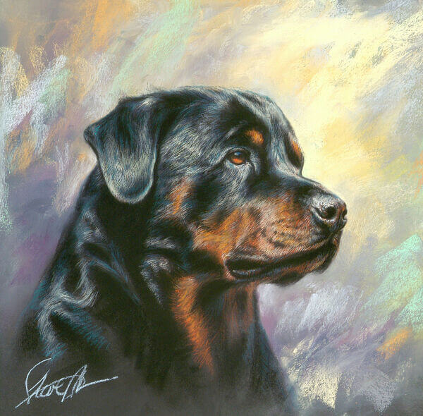 Steve Morvell - Pet Portraits