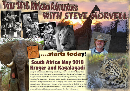 Steve Morvell - Safari Field Trips