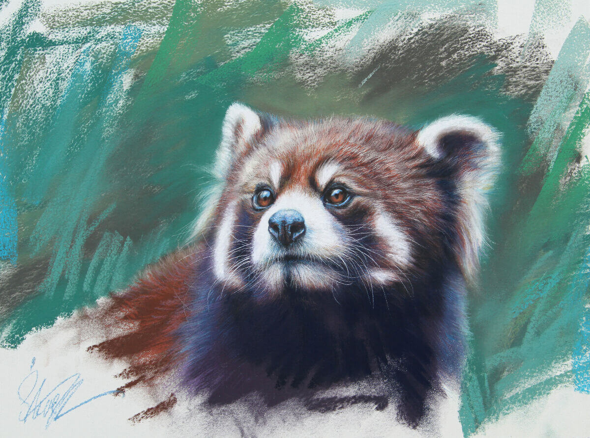 A face to love  Red Panda
