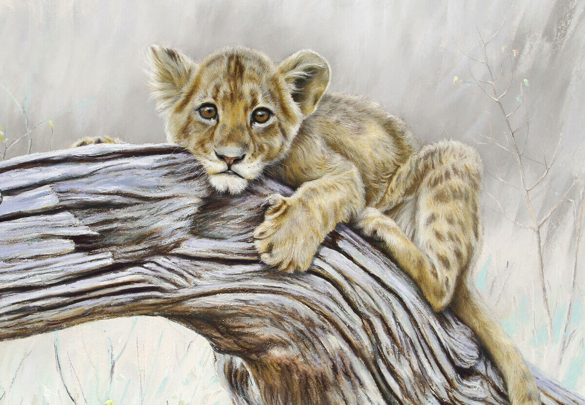 A story with no ending andndash African Lion cub