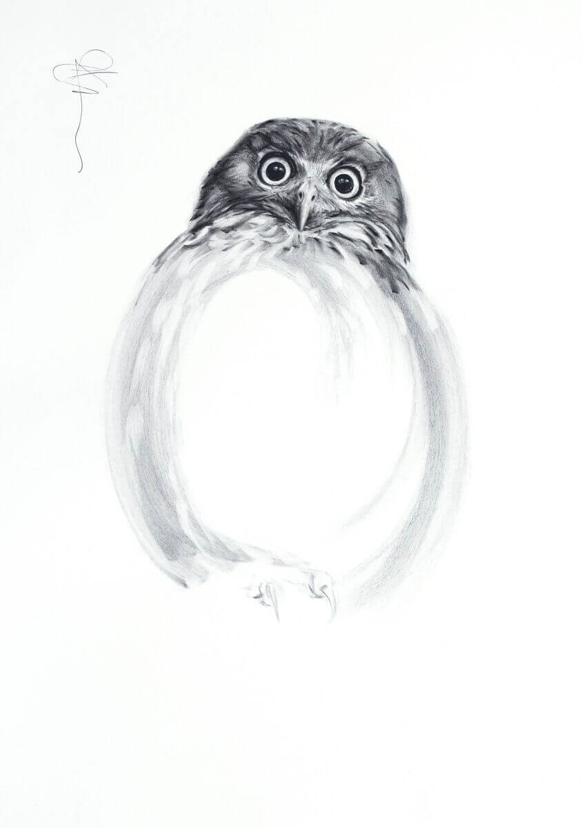 Barking owl in Zen