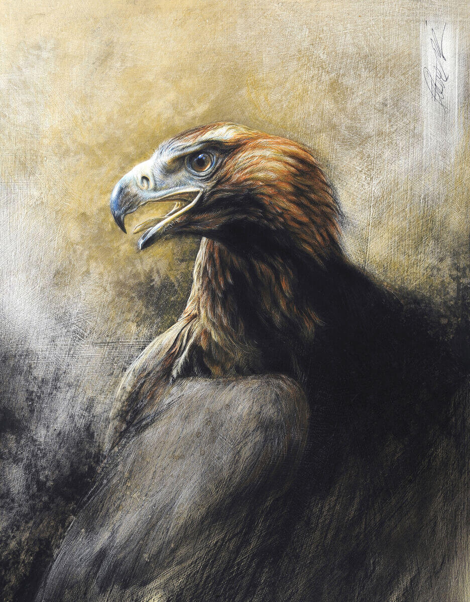 Brega  Female Wedgetailed Eagle