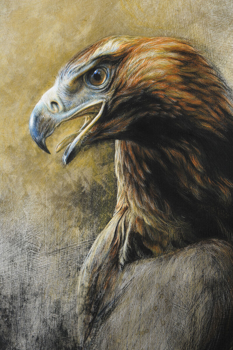 Brega  Female Wedgetailed Eagle