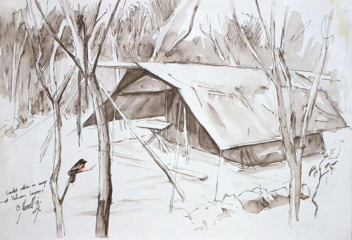 Campsite with Scarlet Robin