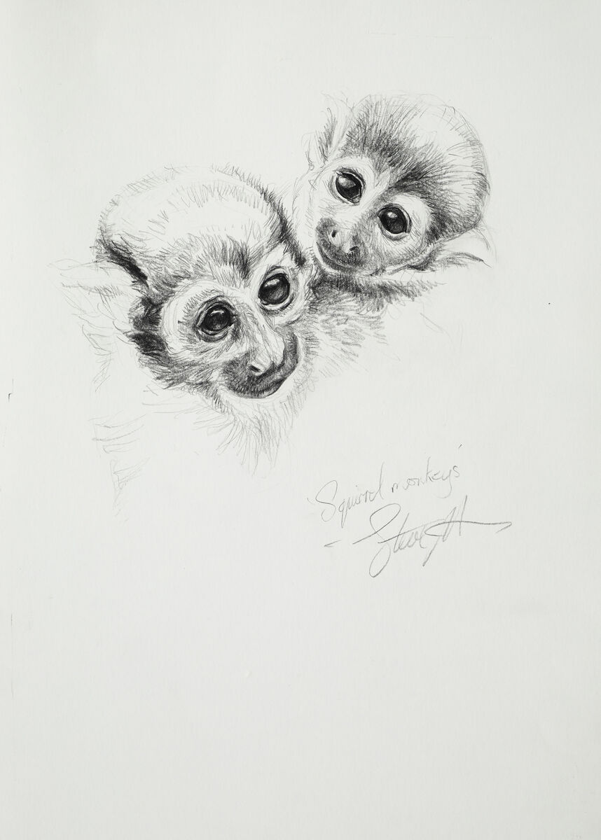 Common Squirrel monkeys