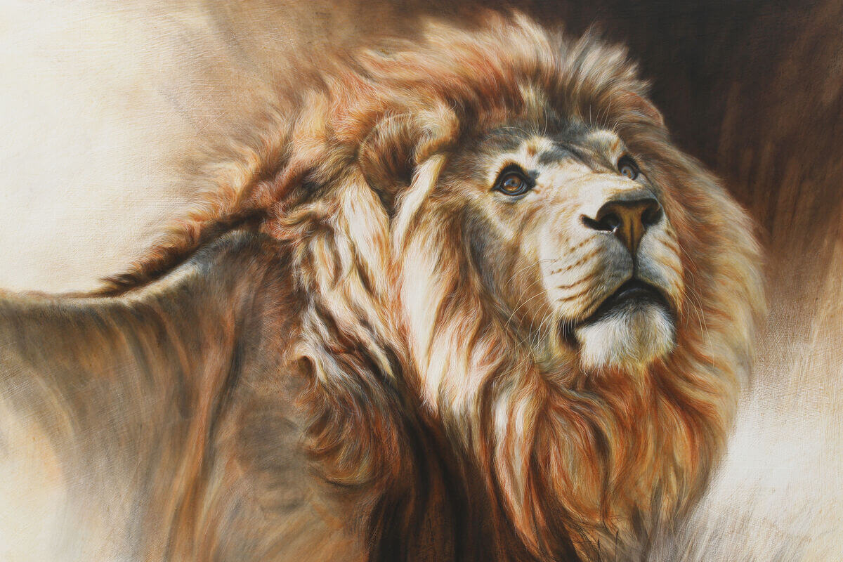 Duma  African Lion