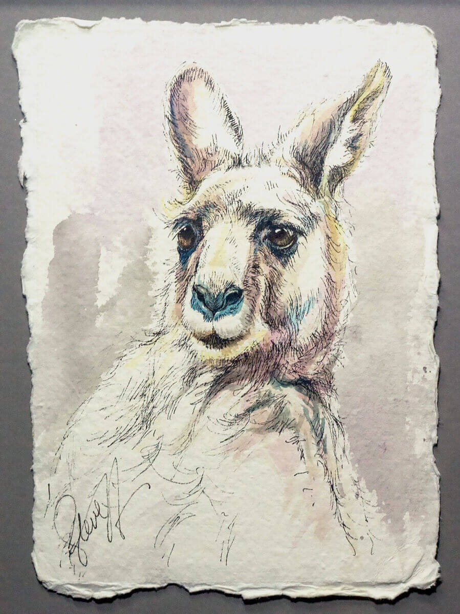 Eastern Grey Kangaroo study