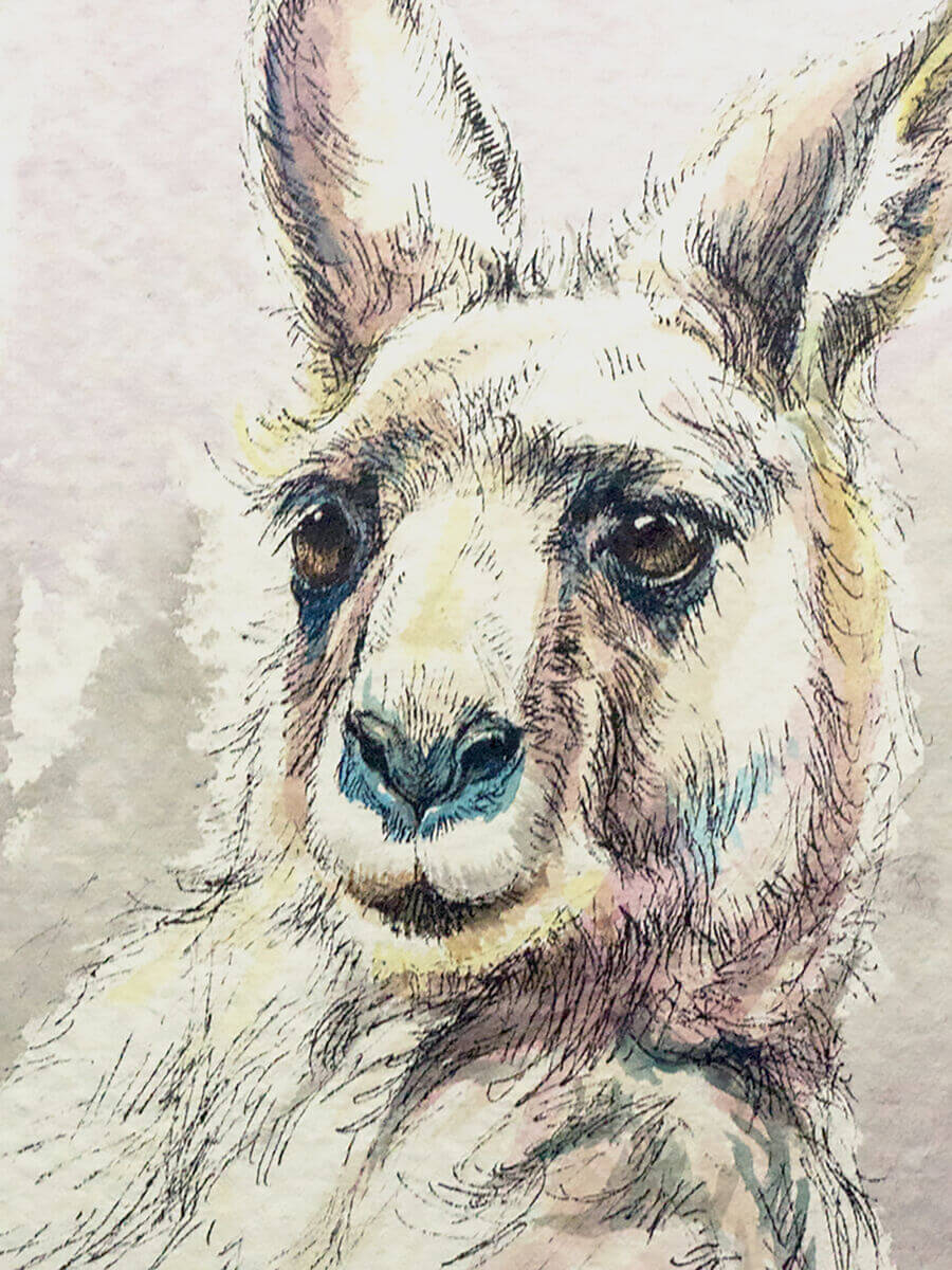Eastern Grey Kangaroo study
