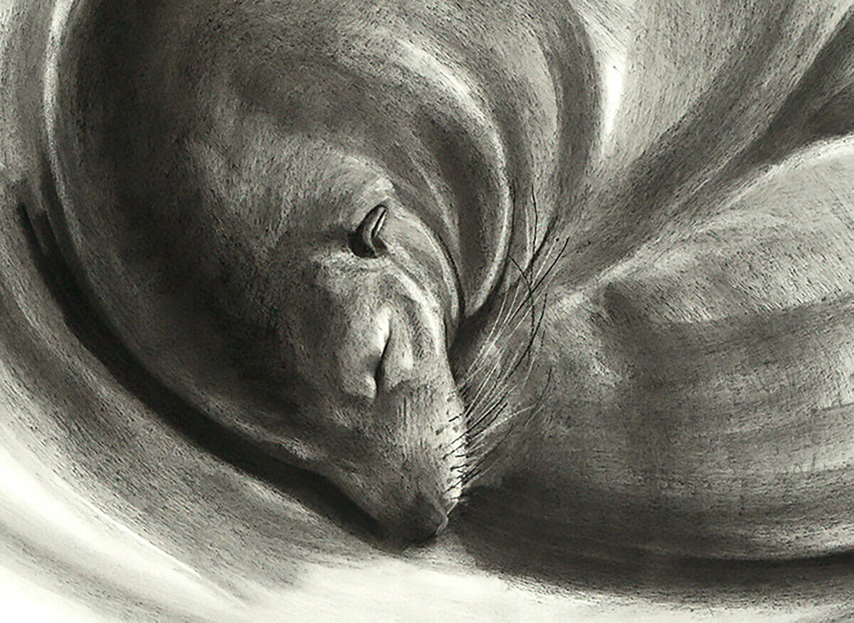 Enso  Long Nosed Fur Seal