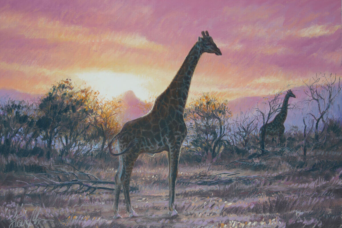 Evening magic  Reticulated Giraffe