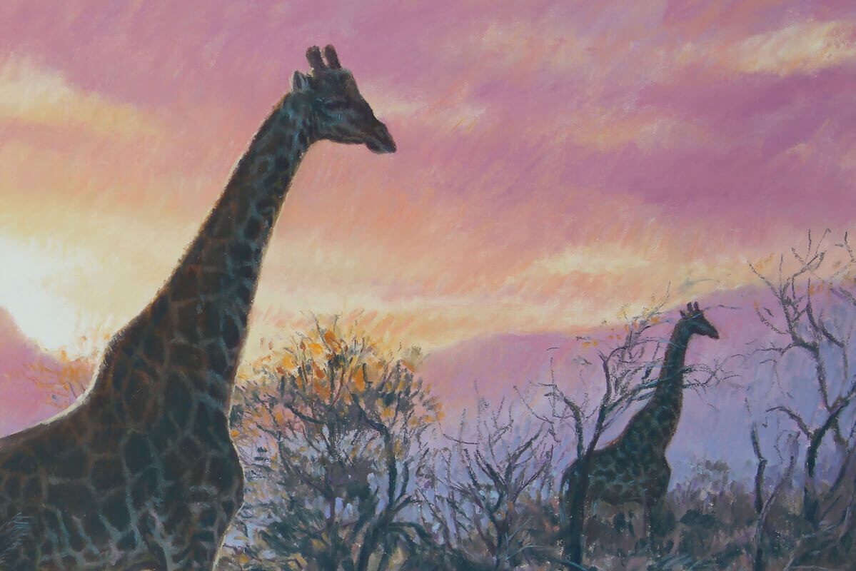 Evening magic  Reticulated Giraffe