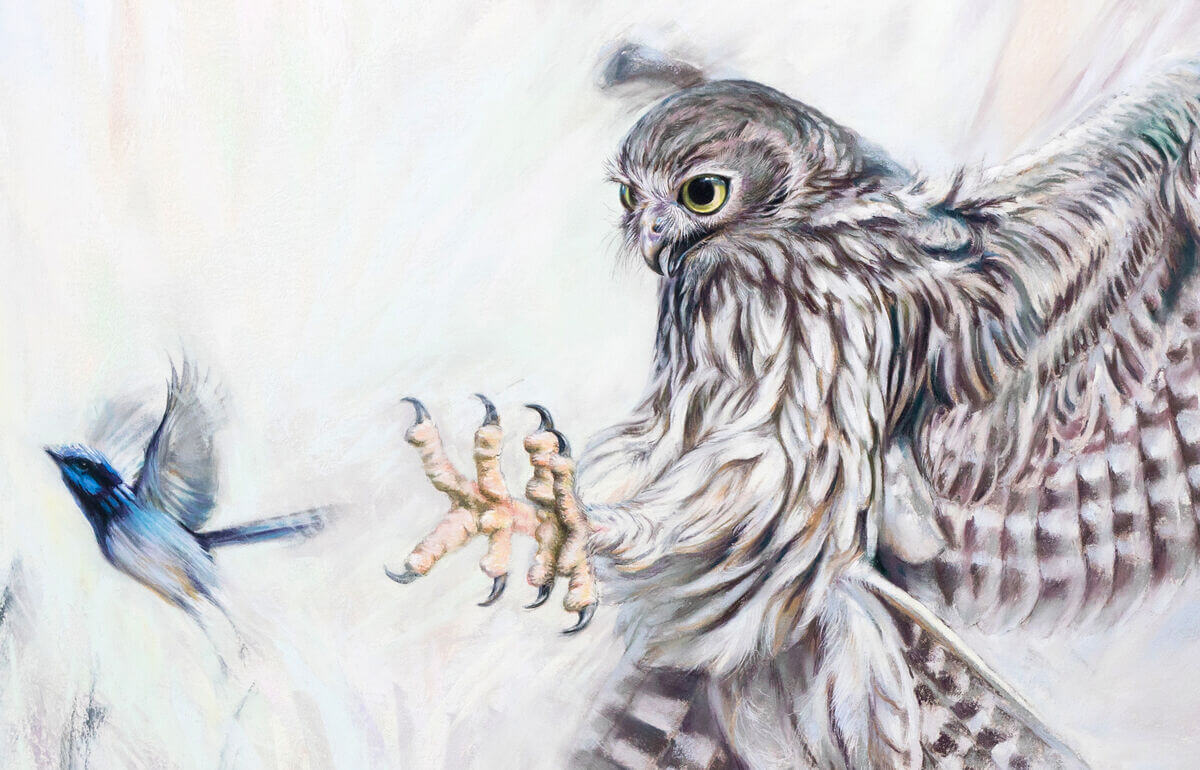 Hit and miss  Barking Owl and Superb Fairy Wren