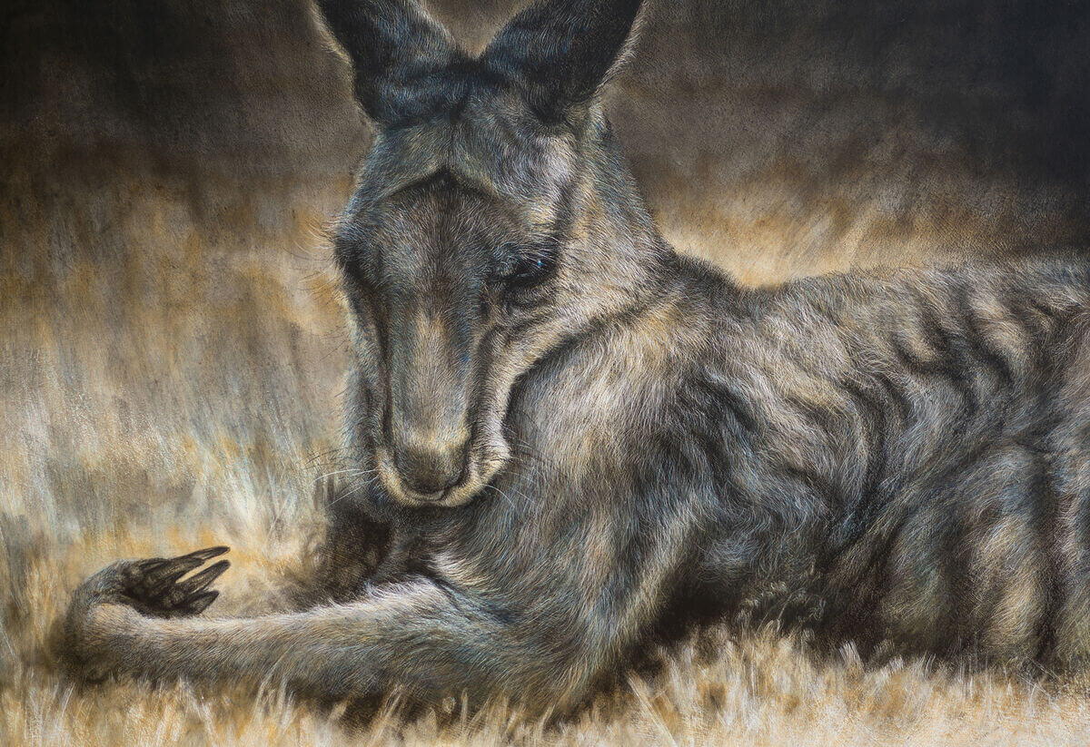 Meditation andndash Eastern Grey Kangaroo
