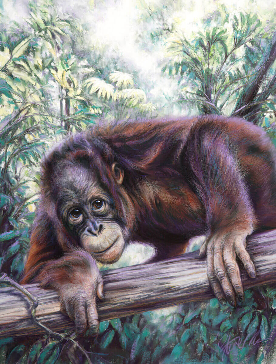 My forest home andndash Orangutan
