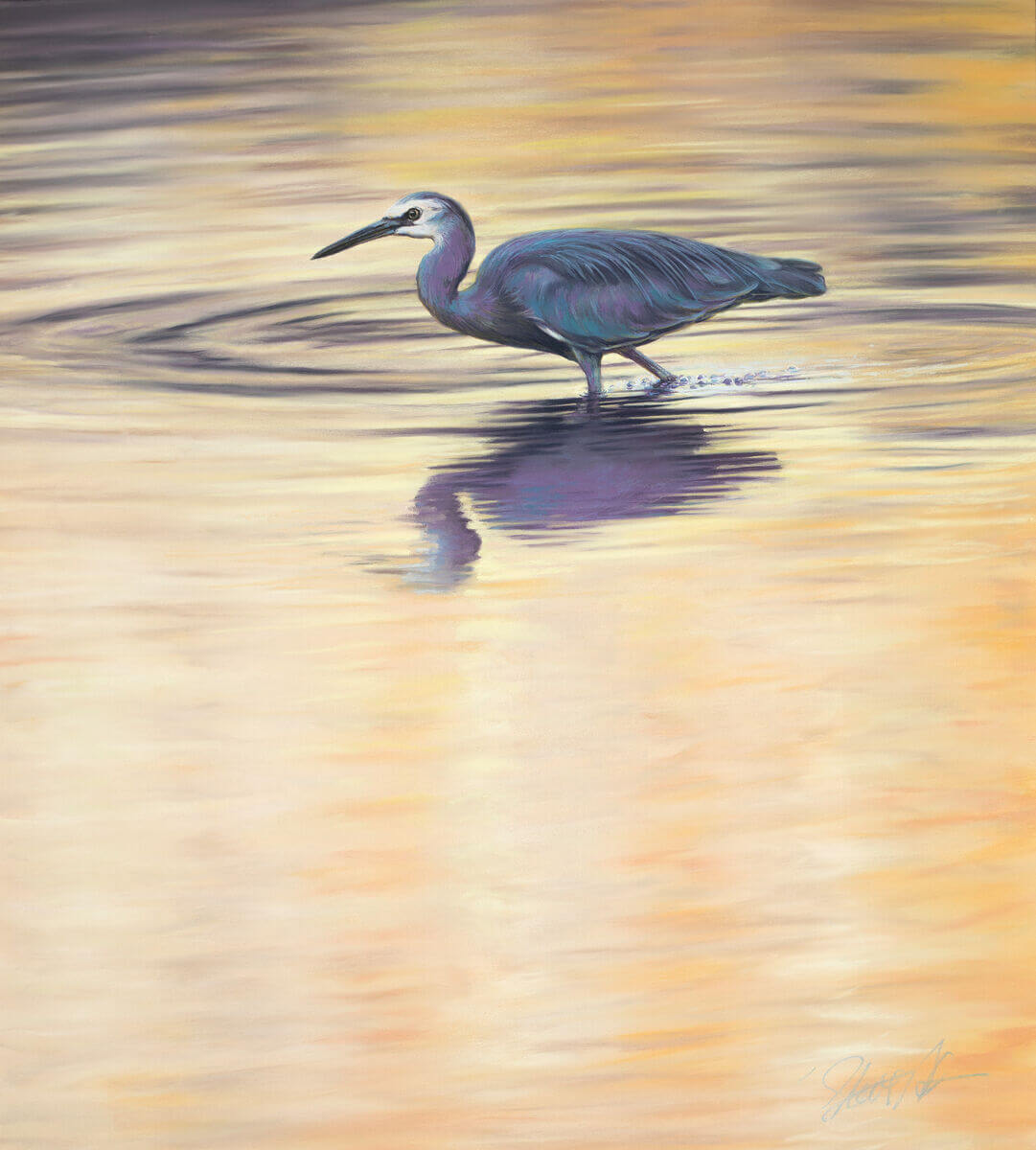 On golden pond andndash White Faced Heron