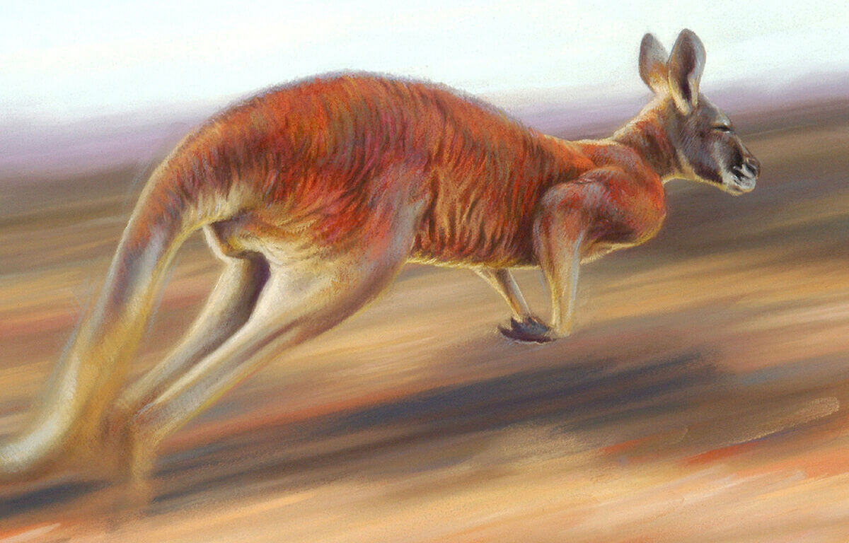 On the move  Red Kangaroo