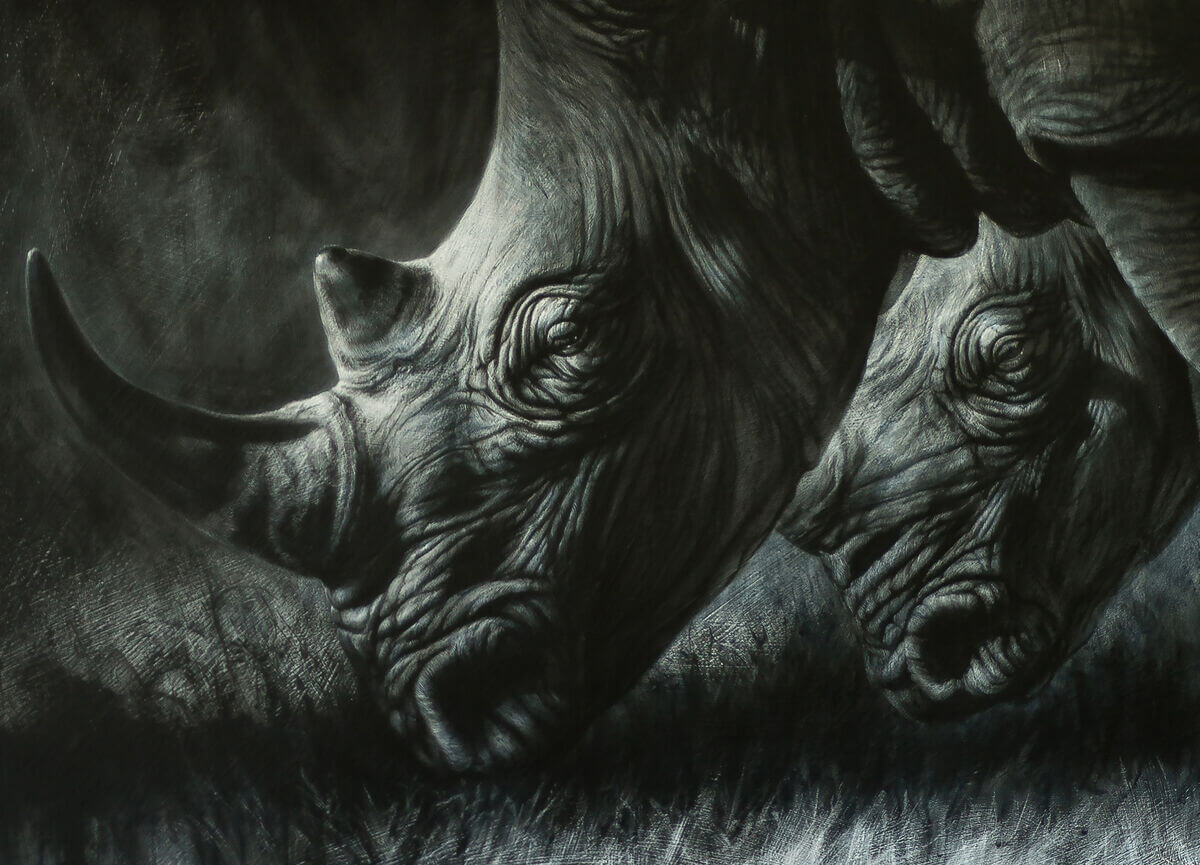 Out of the shadows andndash Southern White Rhinos