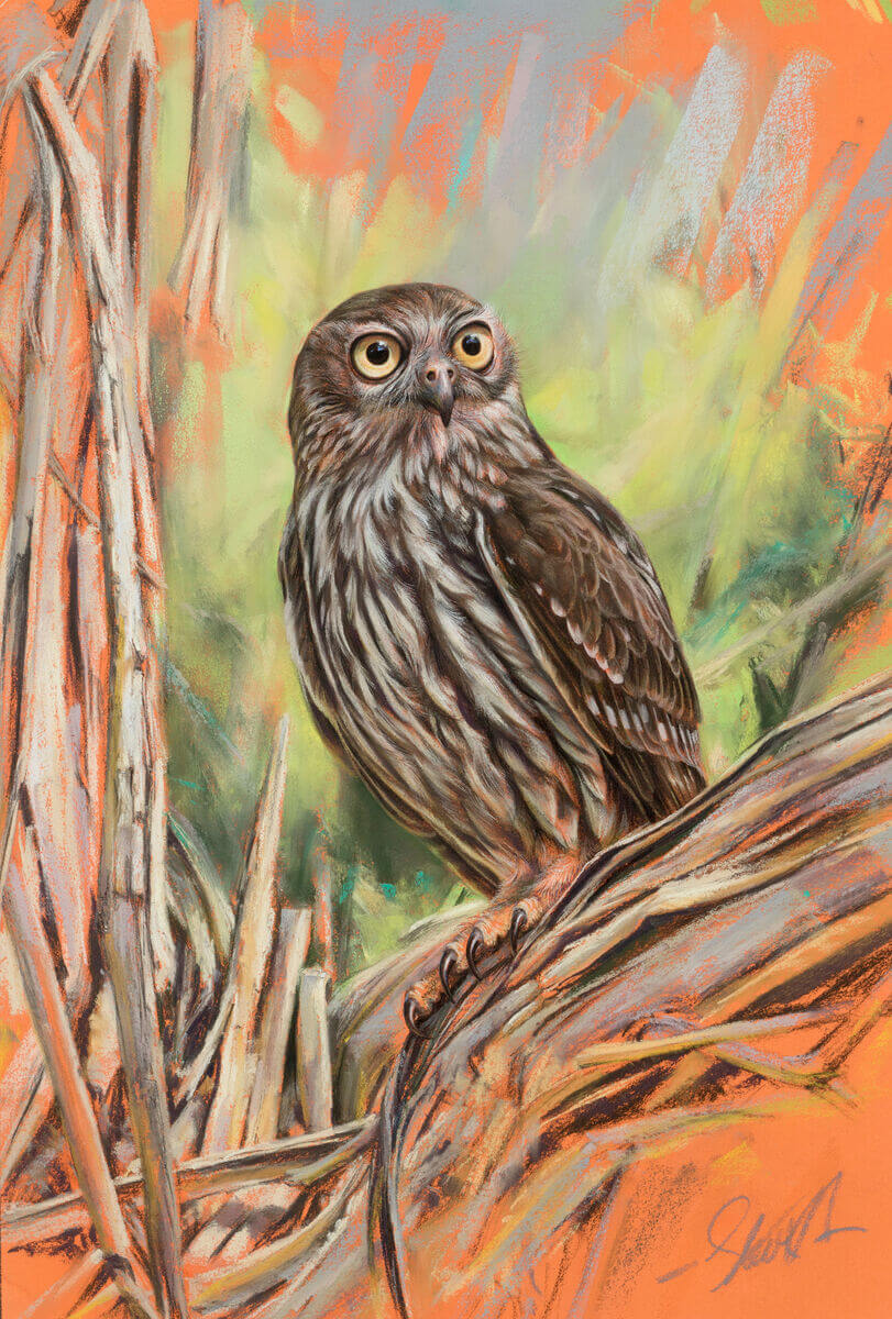 Portrait of Skeksi  Barking Owl