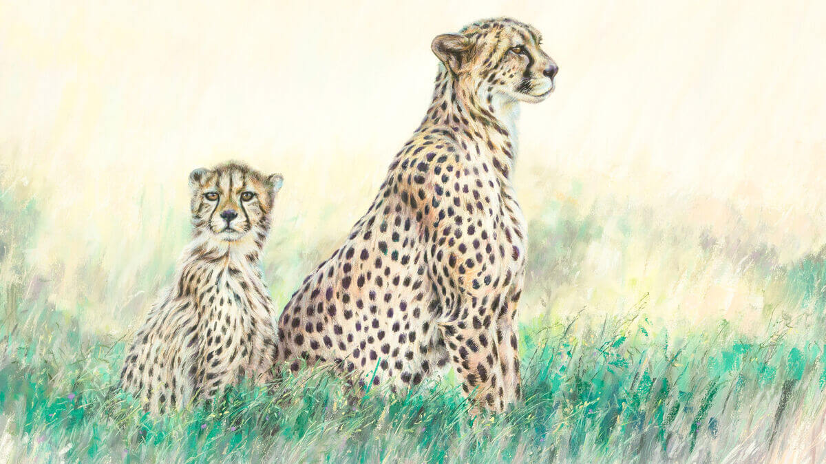 Springbok to the right and me right here  Kalahari Cheetah