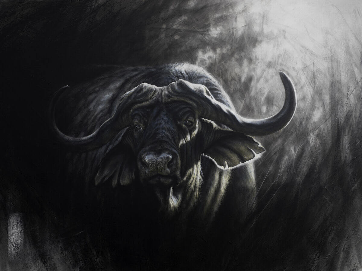 Standing strong  African Cape Buffalo Bull