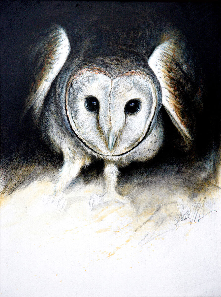 Startled Barn Owl