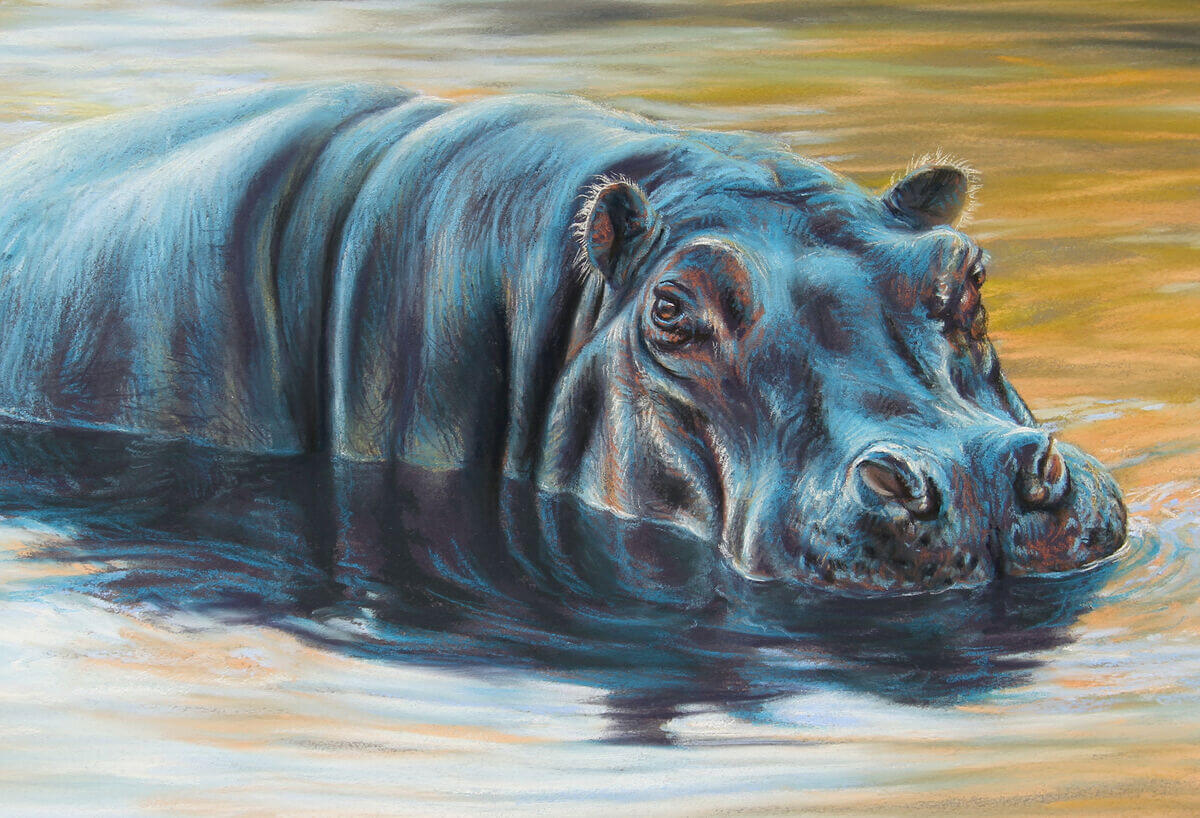 The dance of morning light  River Hippopotamus
