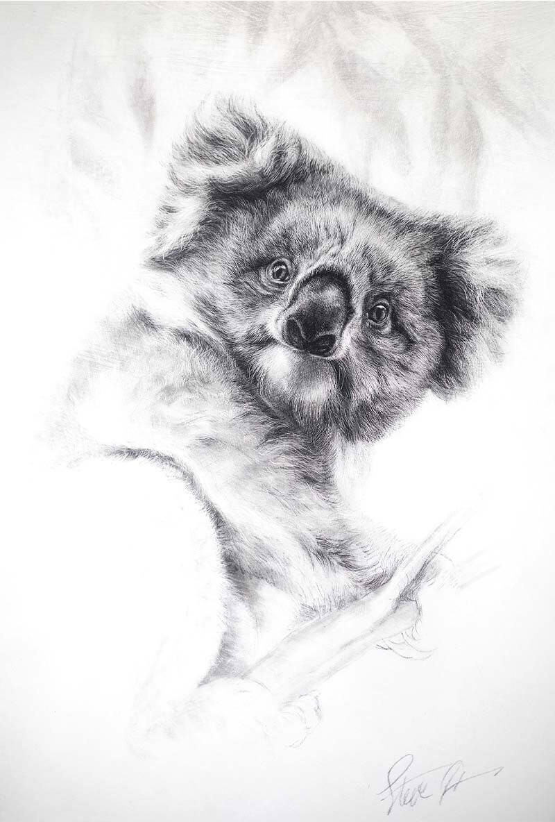 The face of innocence +ndash young koala