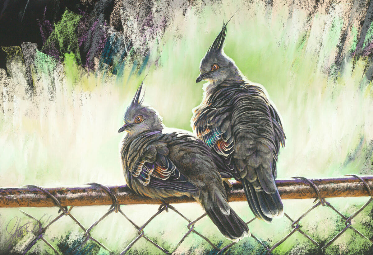 The home gate  Crested Pigeons