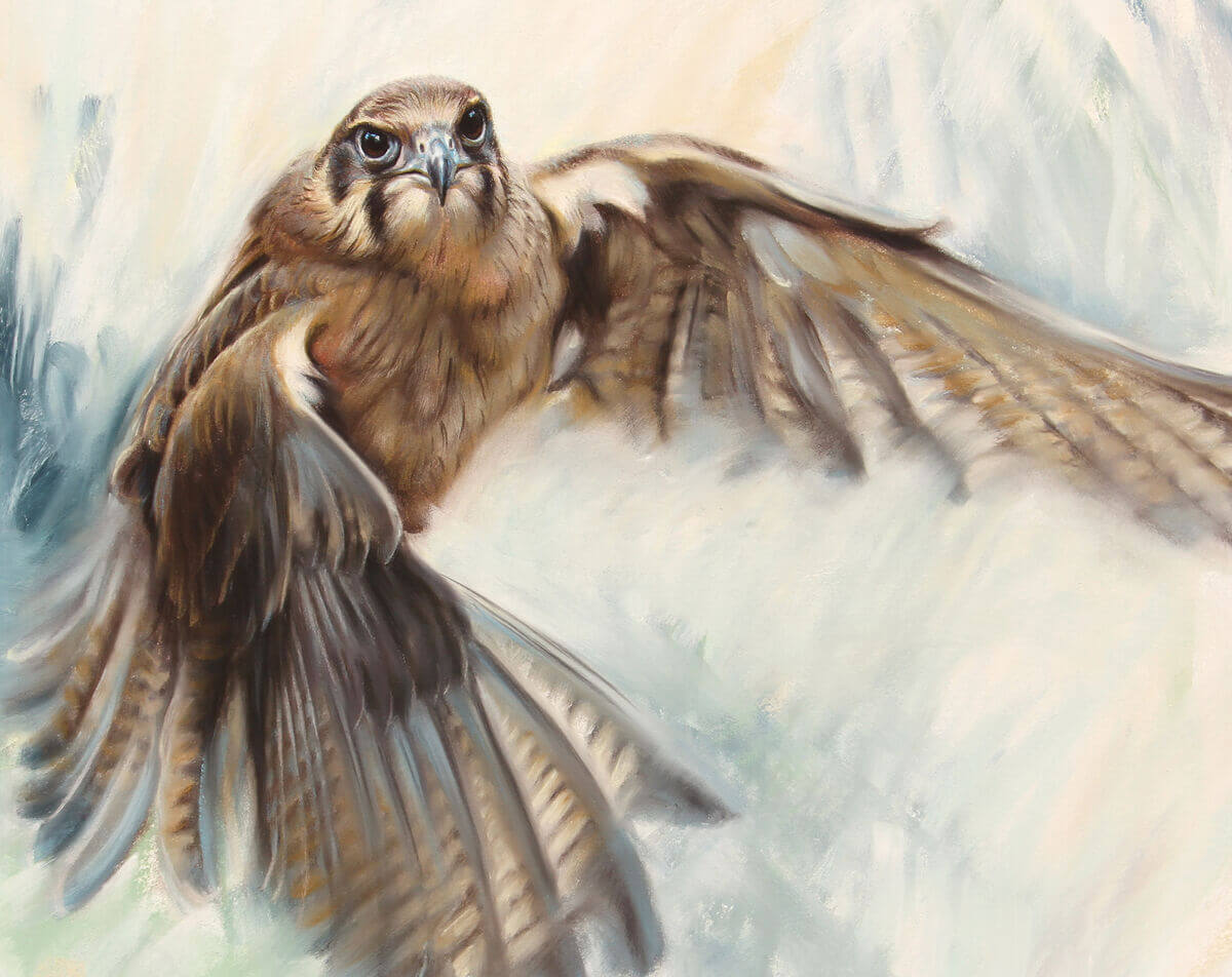 The power of wings  Brown Falcon