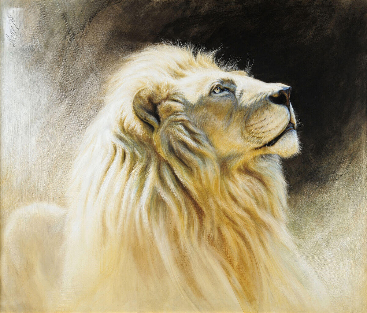 Timbavati white andndash African Lion