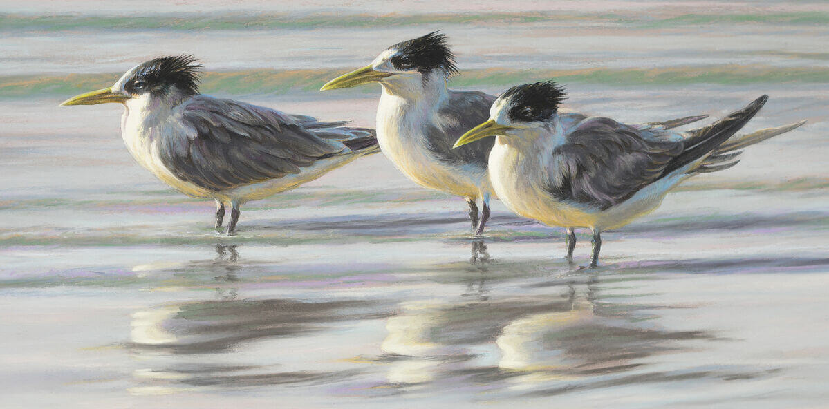Time for reflection - Crested Terns