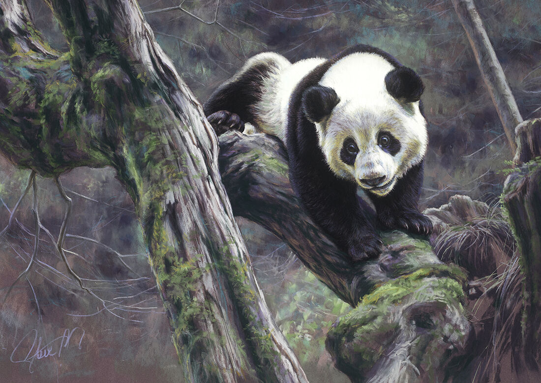  Evolutionary limbs giant panda  andlsquoWei  Weiandrsquo  Wolong China 