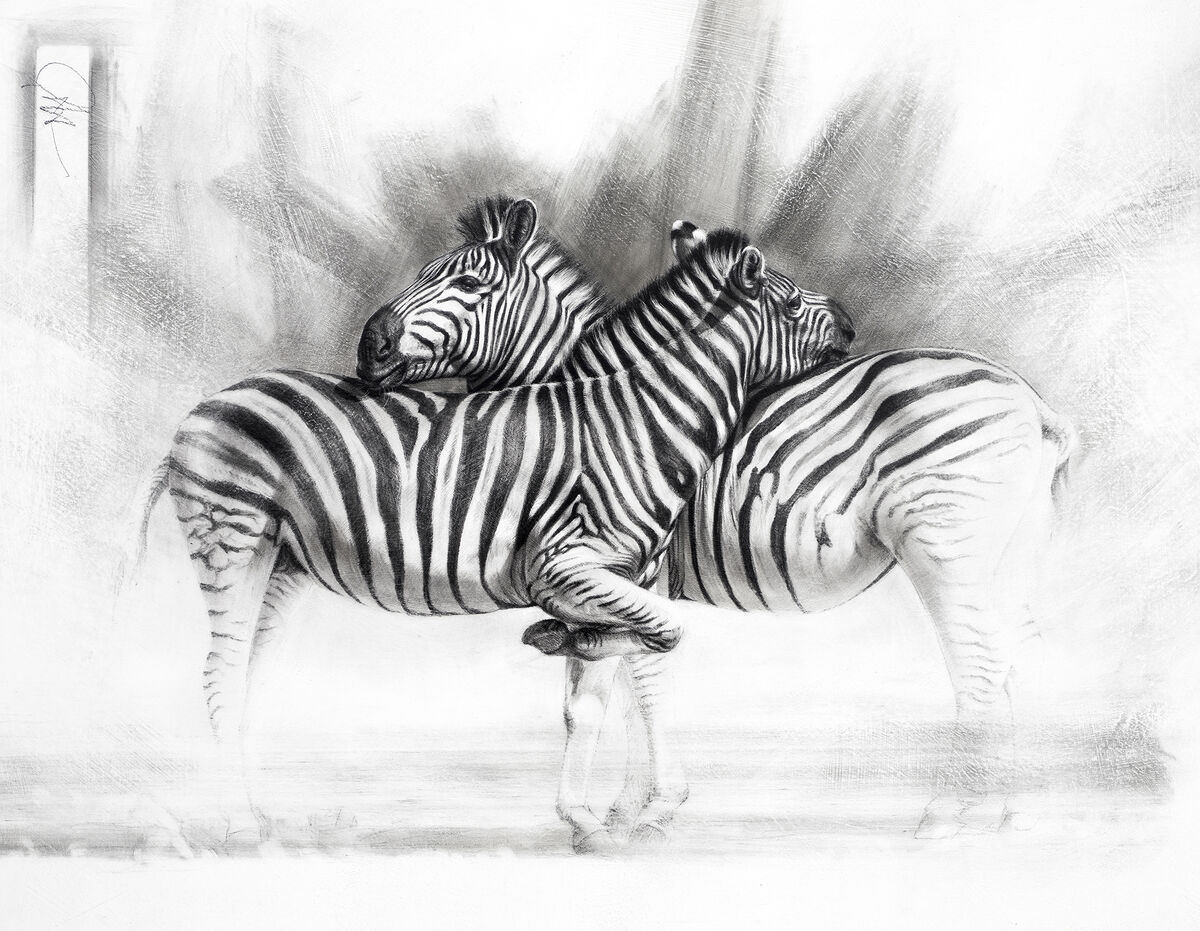  I+rsquove got your back +ndash Burchell+rsquos zebra 