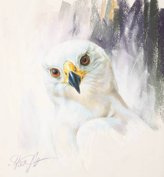 A moment with magnificence White Goshawk