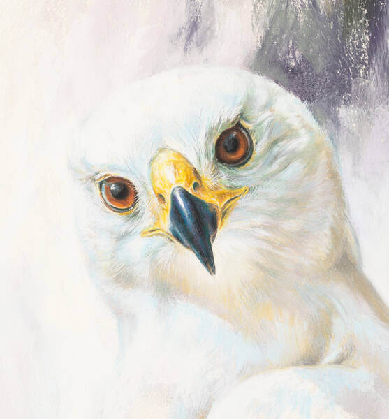 A moment with magnificence White Goshawk