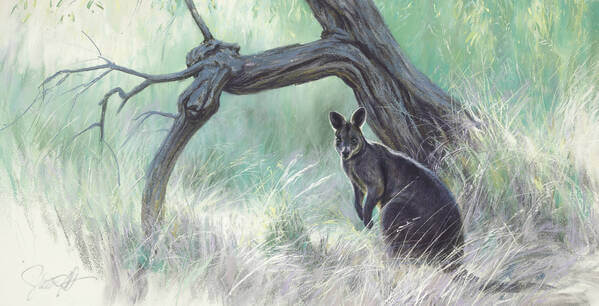 A secret place  Swamp Wallaby