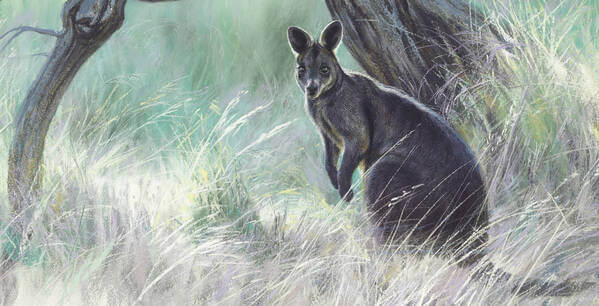 A secret place  Swamp Wallaby