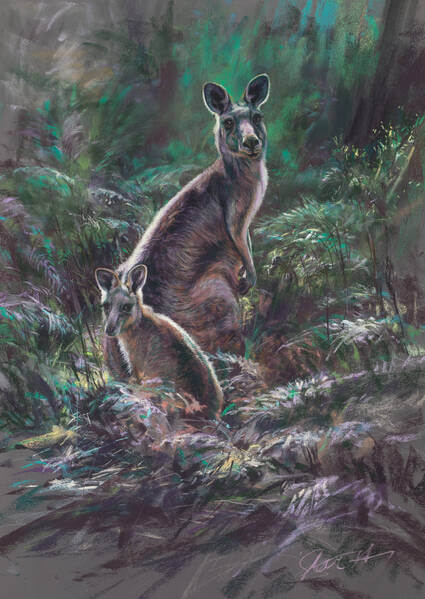 Afternoon dreaming andndash Eastern Grey Kangaroos