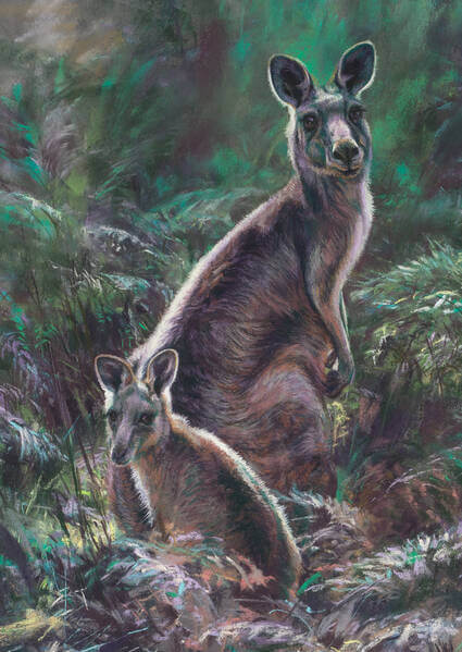 Afternoon dreaming andndash Eastern Grey Kangaroos