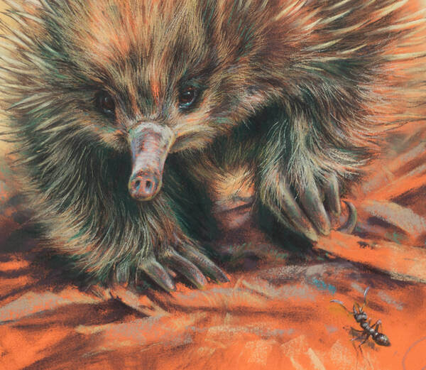 Ancient moment andndash Echidna and Bull Ant