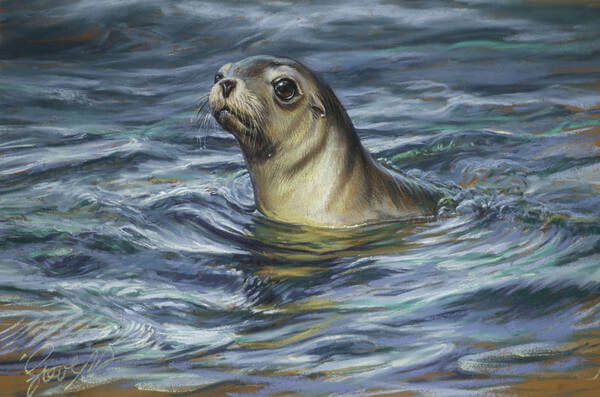 Australian Sealion