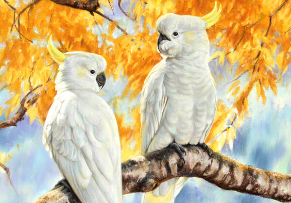 Autumn glow  Sulphur Crested Cockatoos